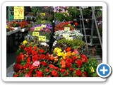The flower market
