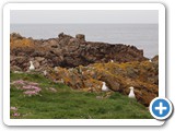 Nesting gulls on the island