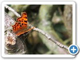 Butterfly close up (could be a Comma?)