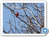 A red cardinal (out of focus, but it was quite a distance!)