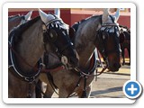 Carriage horses