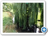 A very weeping willow