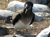 Blue-footed Booby