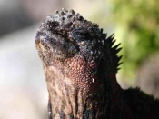 Marine Iguana