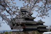 Matsumoto castle and cherry blossom