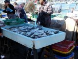 Old Port fish market