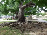 Ageing Malecon tree