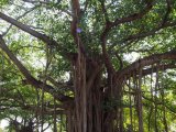 Banyan trees in Havana