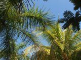 Palm trees in hotel garden
