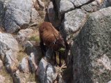 A mountain goat at the Devil's Hole