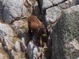 A mountain goat at the Devil's Hole