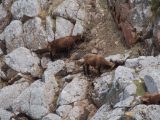Mountain goats demonstrating their sure-footedness