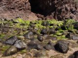 The beautiful seaweed green on the bay's rocks